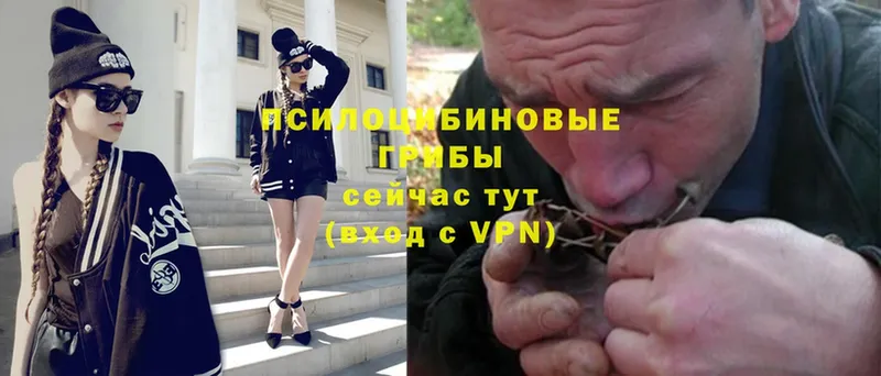 OMG зеркало  закладка  Тырныауз  Галлюциногенные грибы Psilocybe 